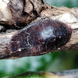 Pulvinaria floccifera
